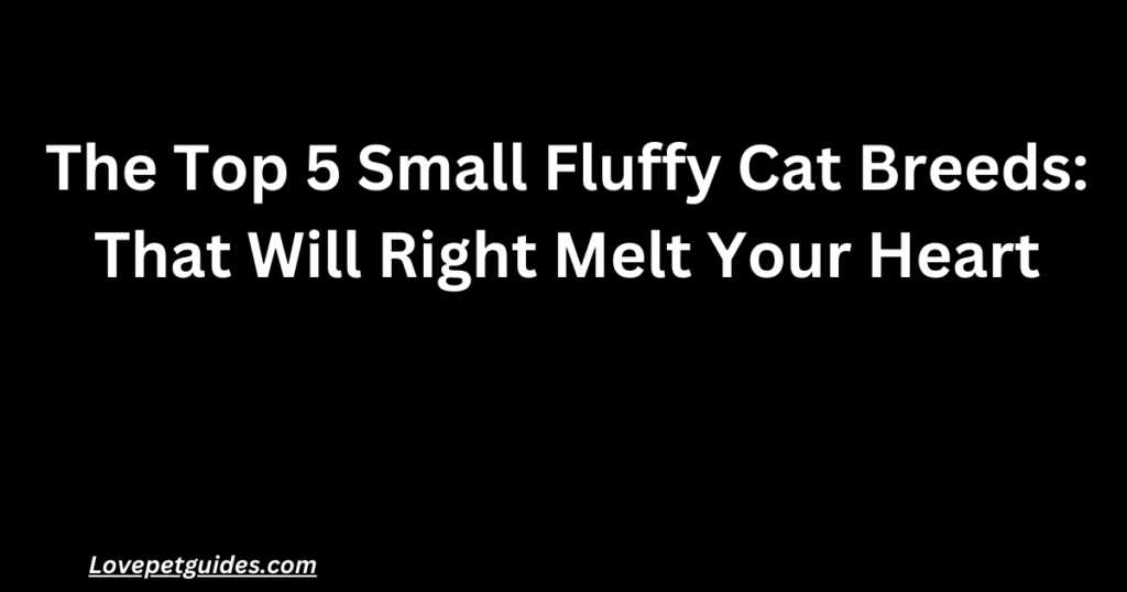 The Top 5 Small Fluffy Cat Breeds: That Will Right Melt Your Heart